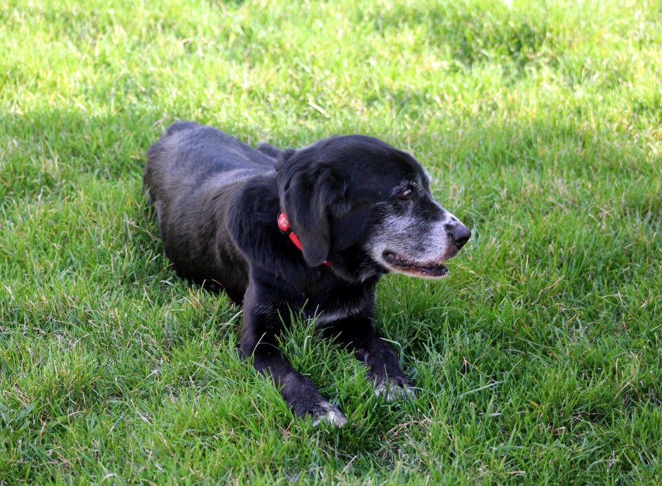 Dog labrador sun