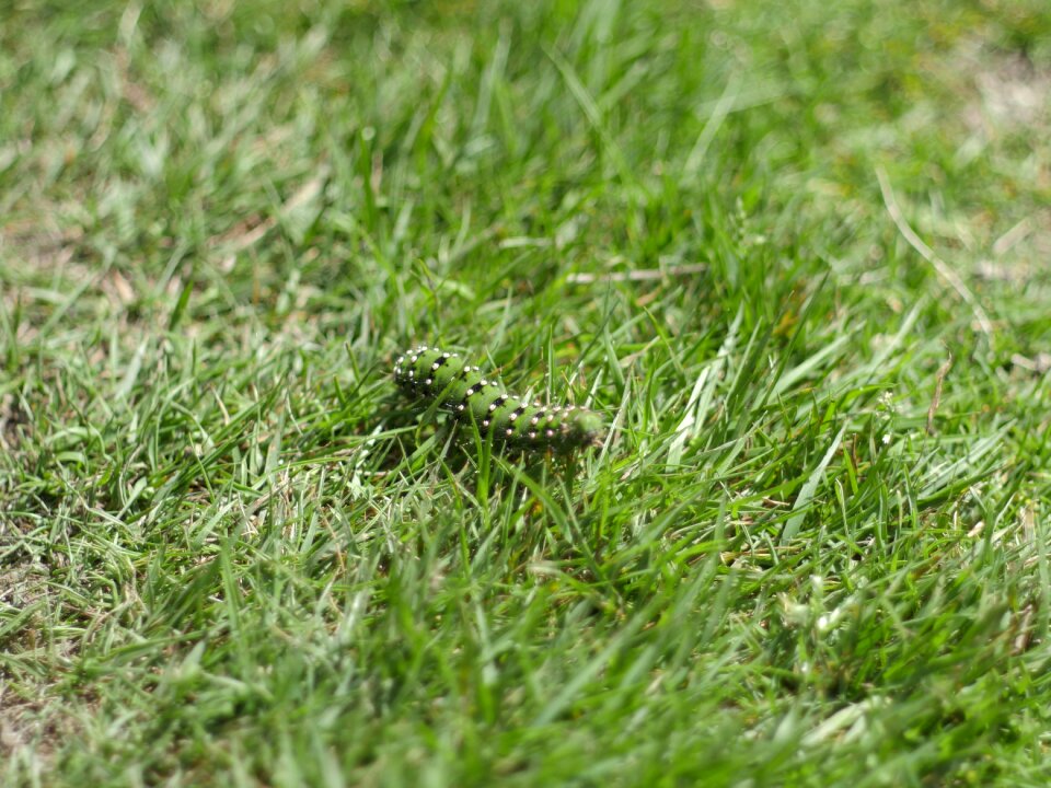 Green meadow close up
