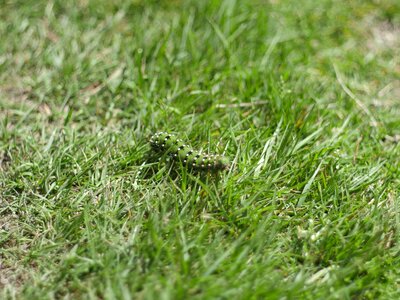 Green meadow close up