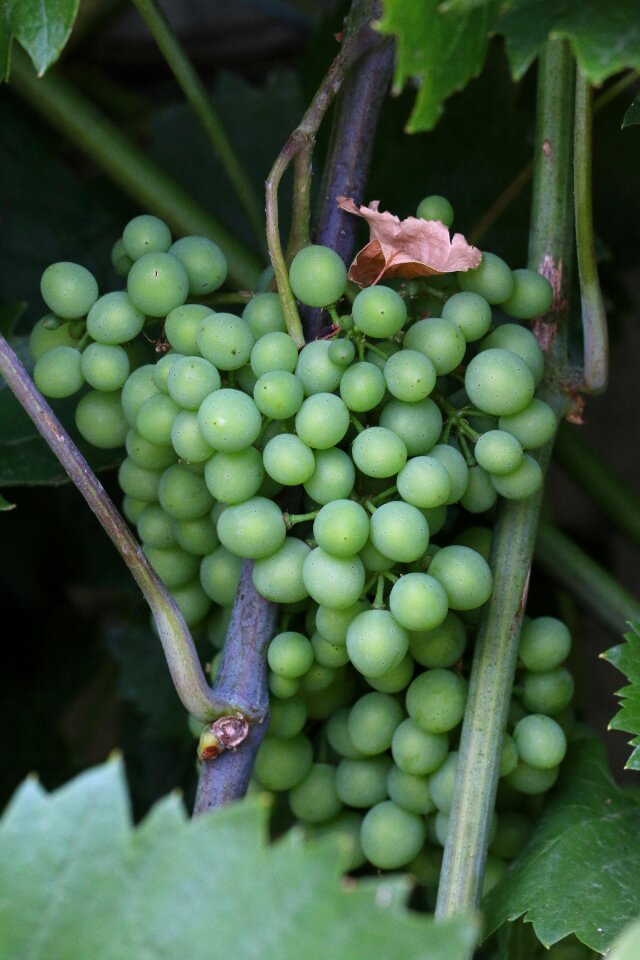 Green garden plant