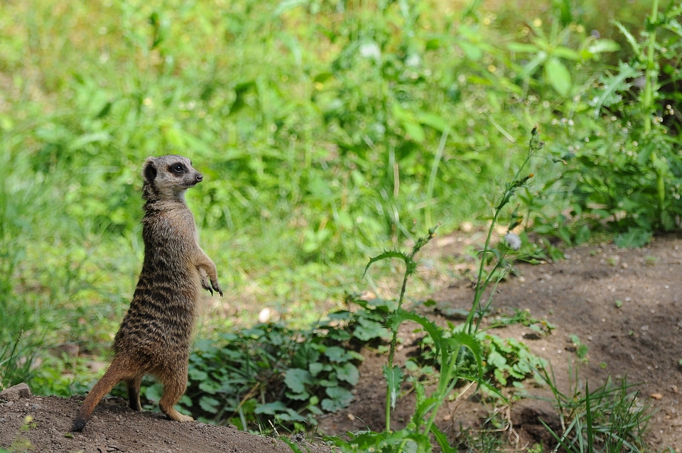 Sand meerkat animals