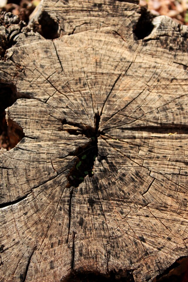 Brown wood