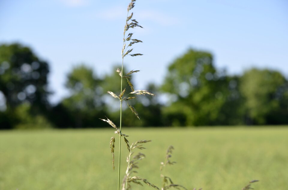 Grasses mecklenburg struve huts