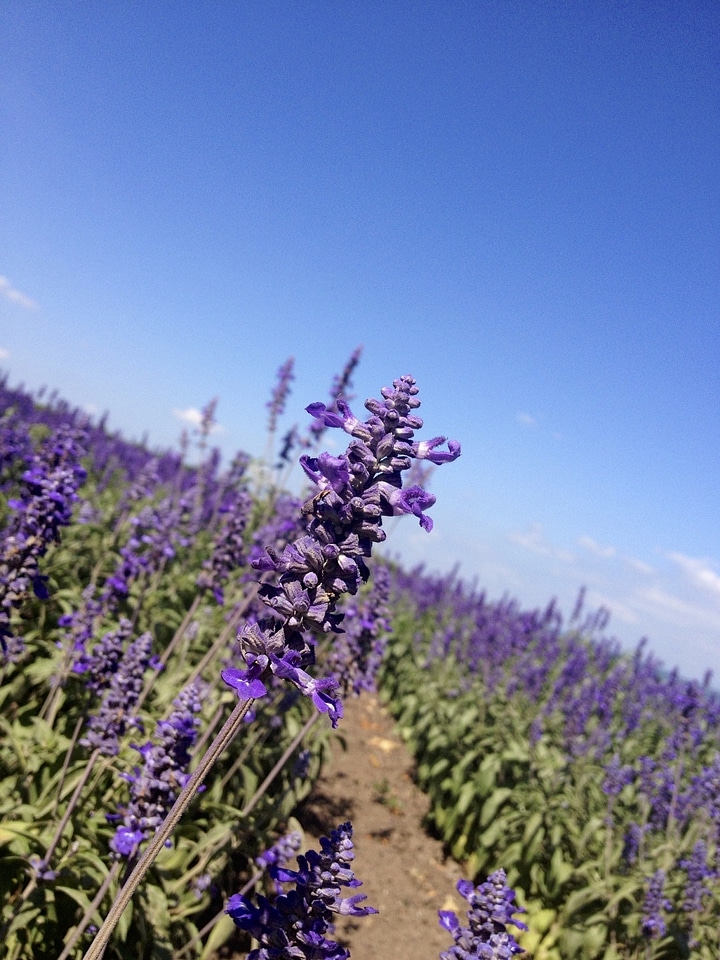 Blossoms violet purple