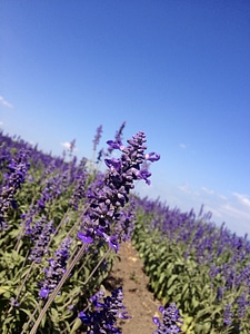 Blossoms violet purple