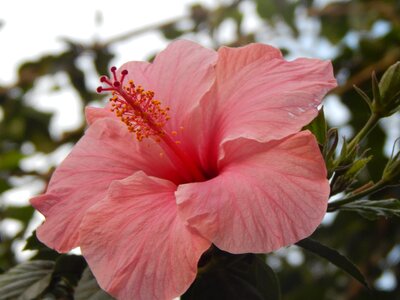 Ibisco pink pink flower pink petals