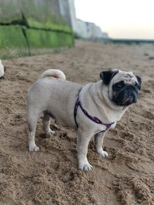 Animal cute sand photo