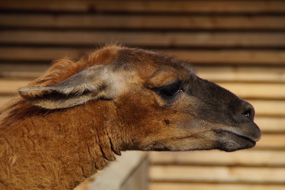 Face attached ears animal