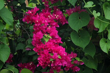 Pink flowers