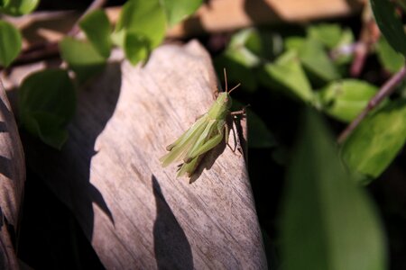 Garden insect green grasshopper