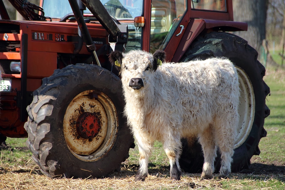 Farm farm animals agriculture