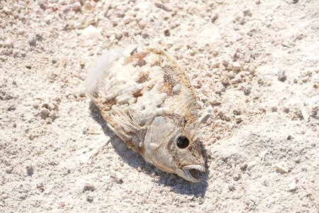 Death wildlife salton photo