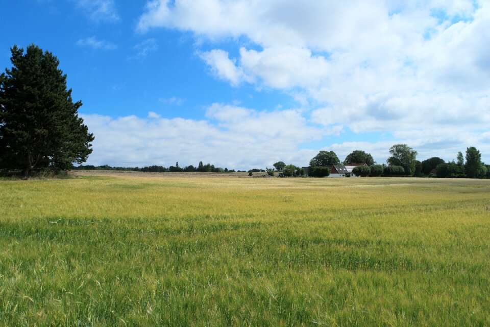 Landscape yellow sky
