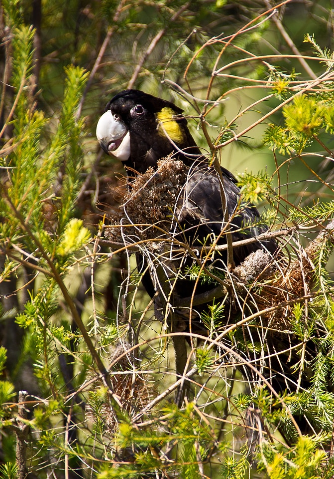 Bird australia queensland