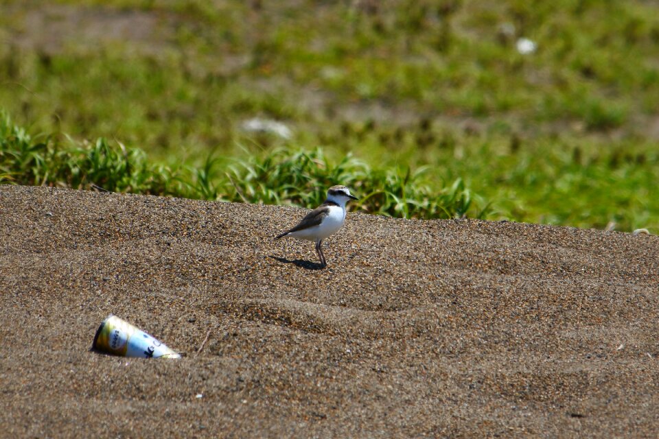 Staggered the list wild birds