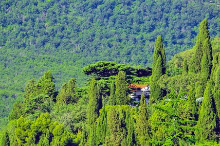 Pine roof greens