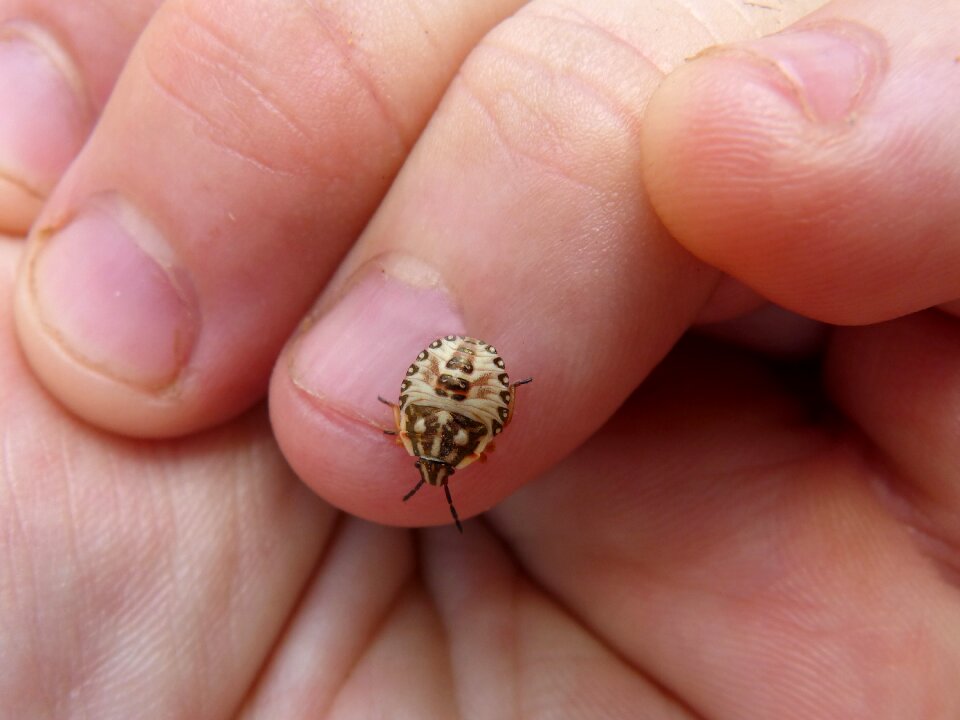 Finger detail tiny
