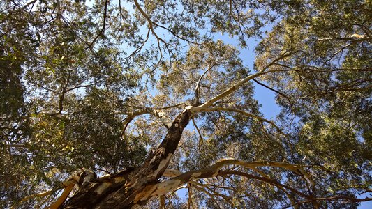 Foliage trunk