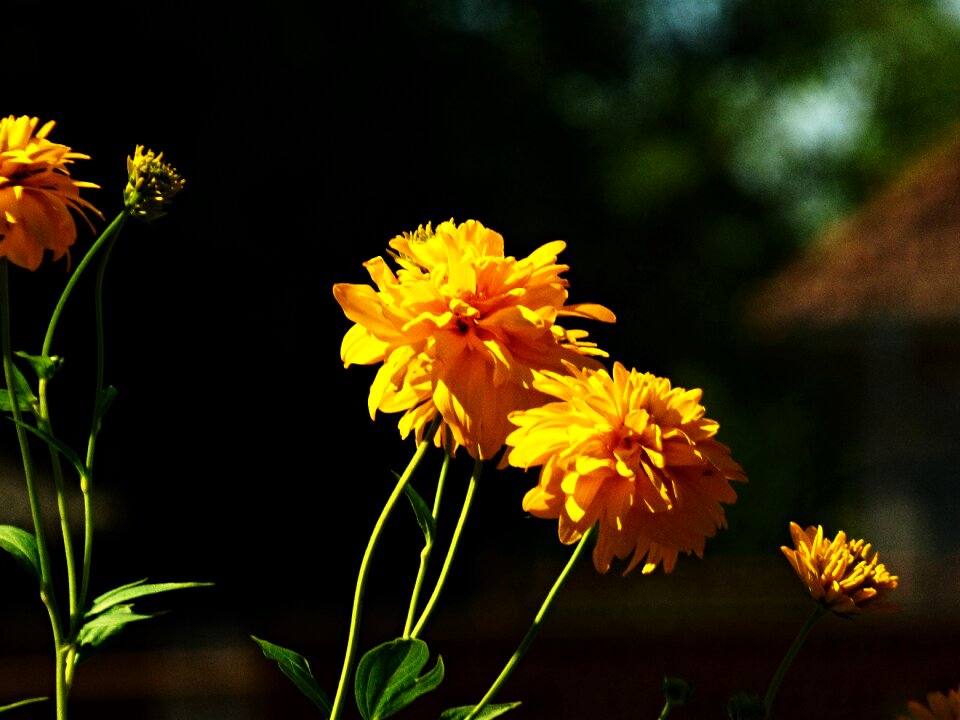 Flower garden yellow flower