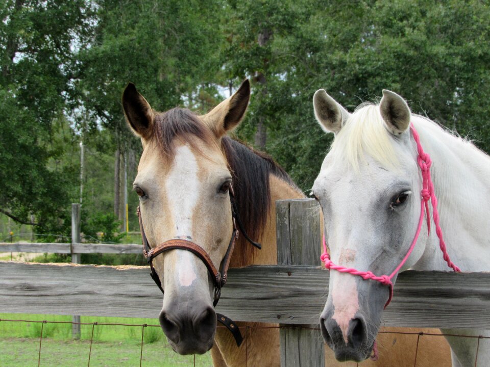 Buckskin portrait