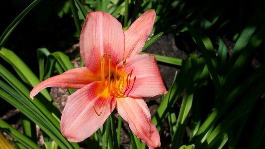 Salmon pink in bloom photo