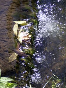 Sparkle of course river