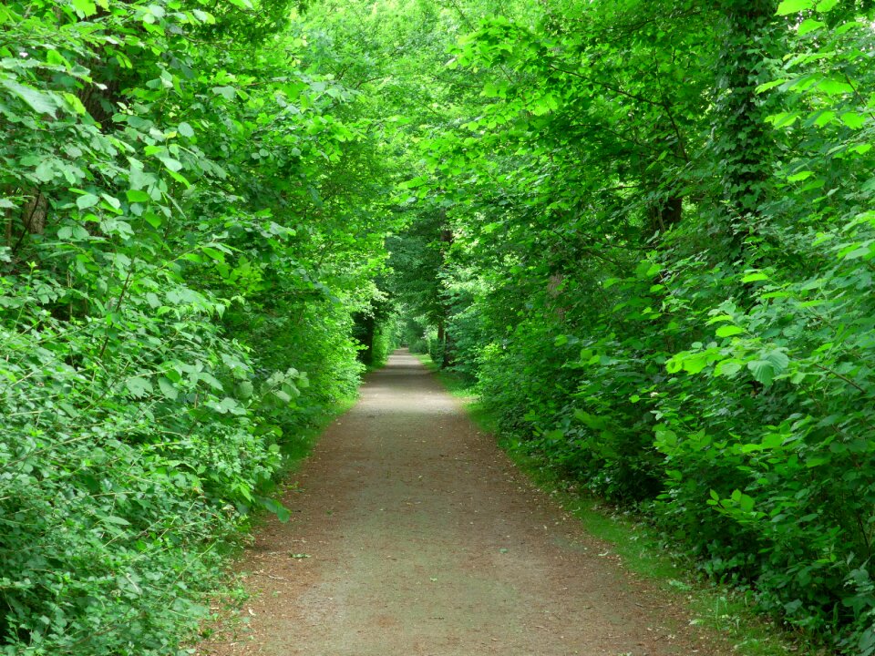 Trees trail green