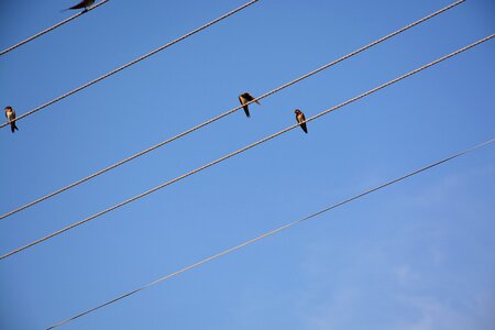 Wire bird diagonal photo