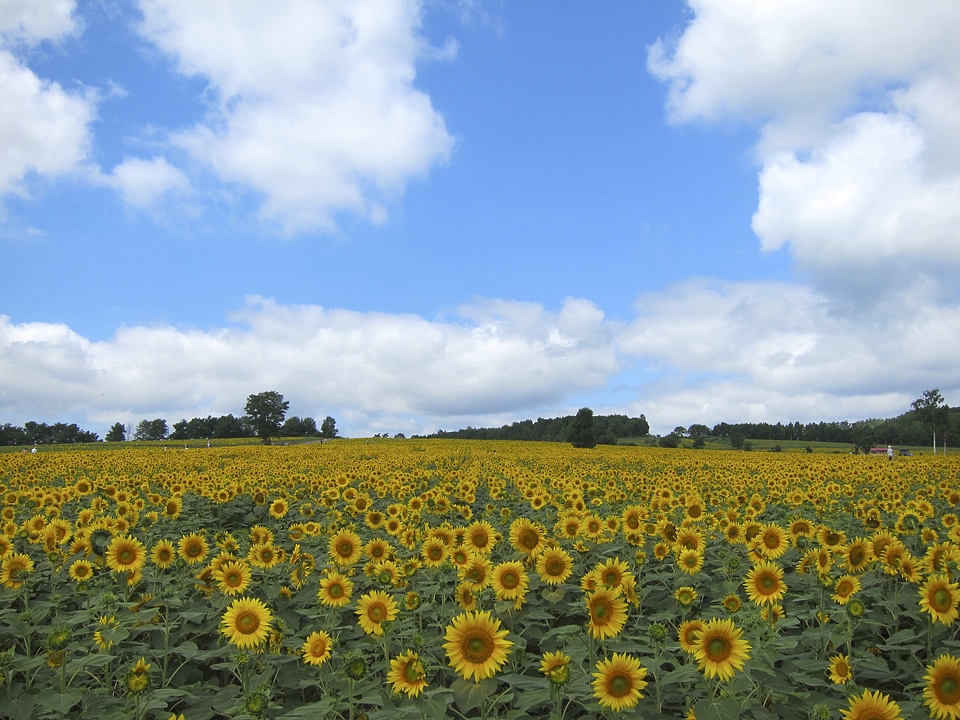 Agriculture sky clouds