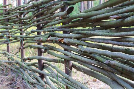 Stick tree summer