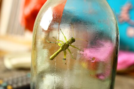 Grasshopper small animals captivity