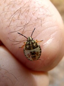 Finger detail tiny