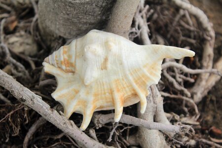 Shell exoskeleton