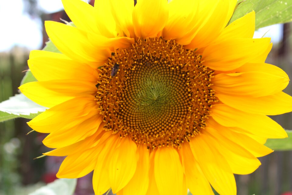 Yellow summer plants insect
