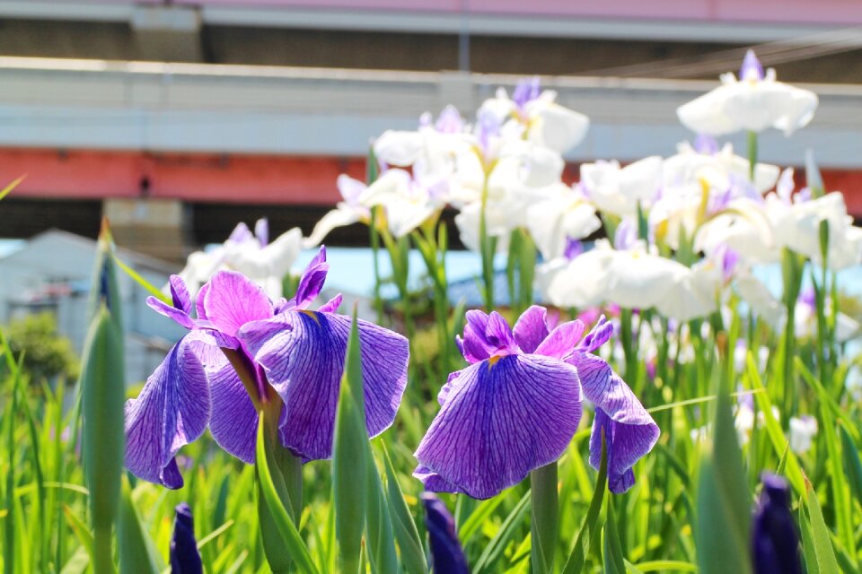 Flowers june japan