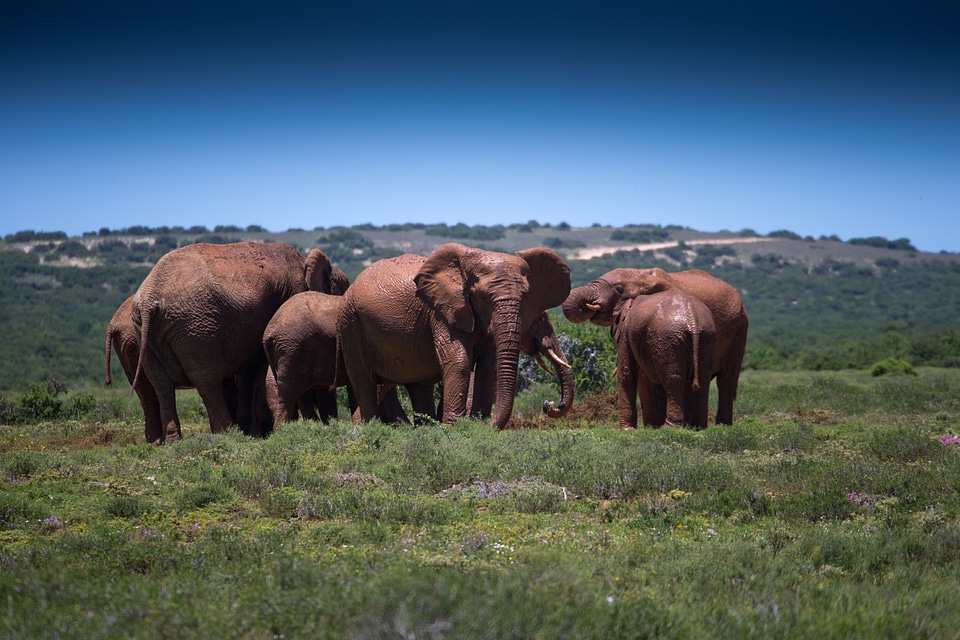 African safari mammals