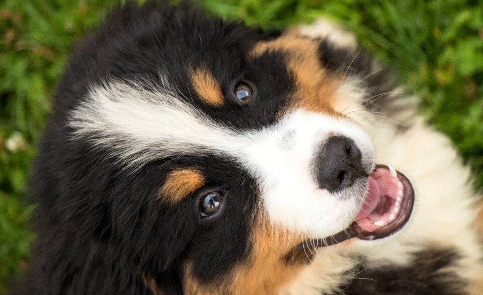 Animal young happy