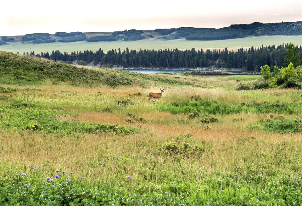 Nature animal wild