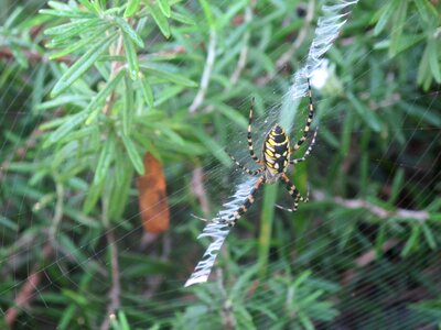 Spider web green web photo