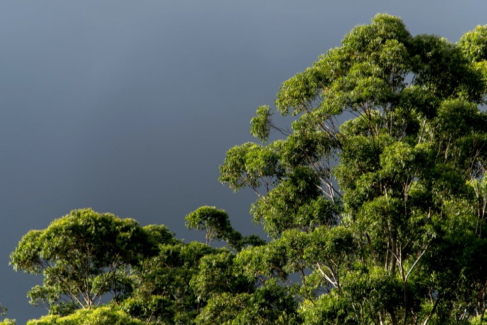 Native subtropical grey sky