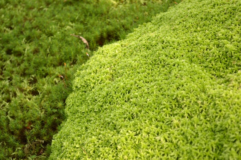 Texture japan plant