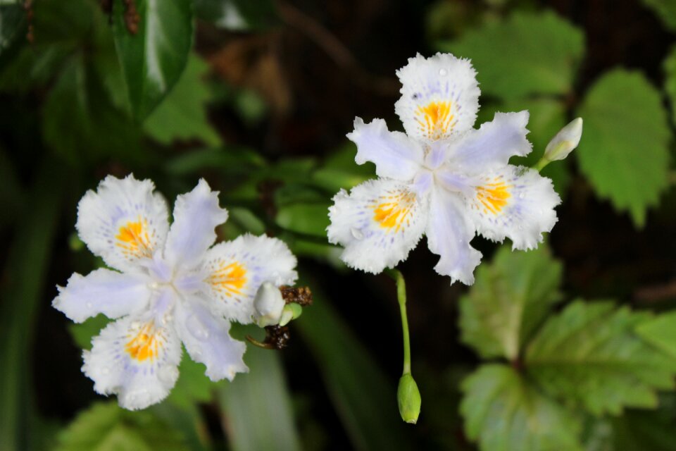 Wild flowers plant green