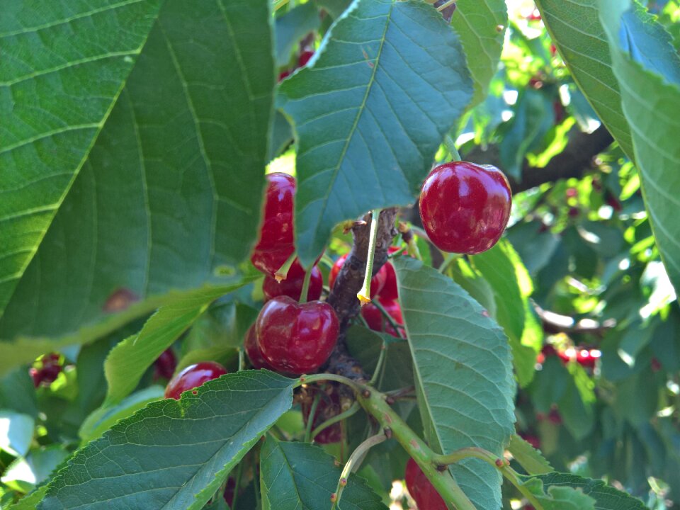Nature fruit
