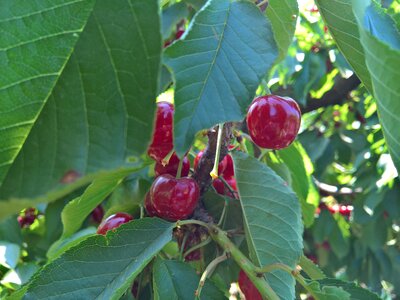 Nature fruit