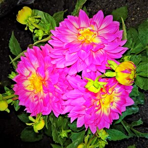 Composites large flowers pink