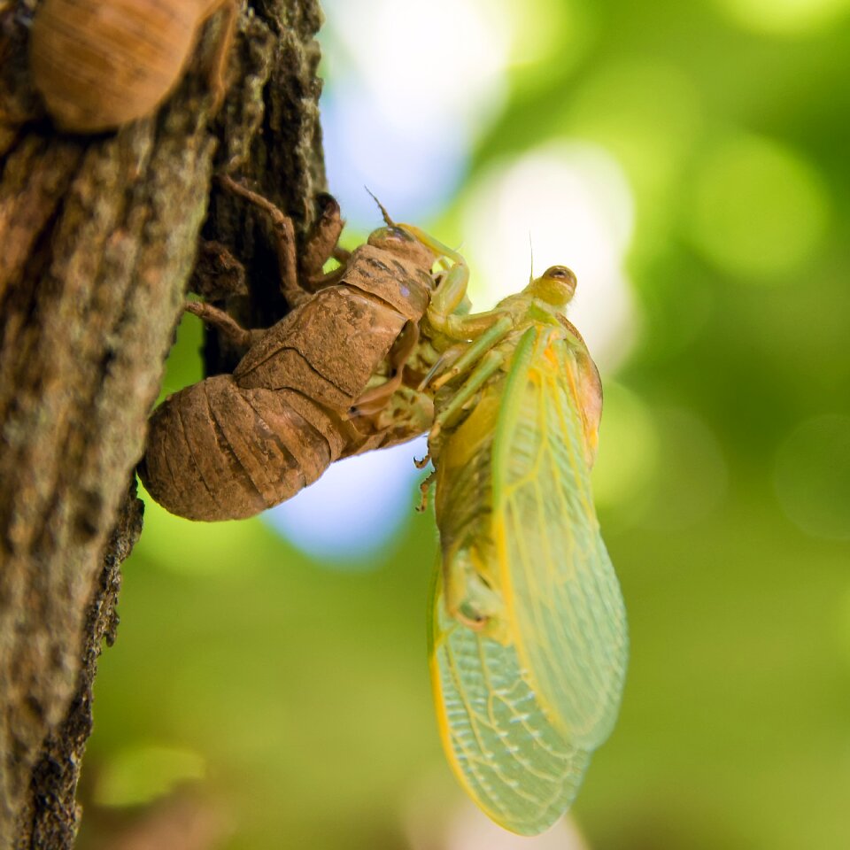 Chrono 522 nature insect