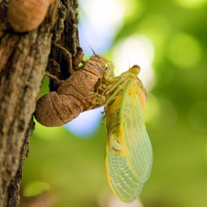 Chrono 522 nature insect