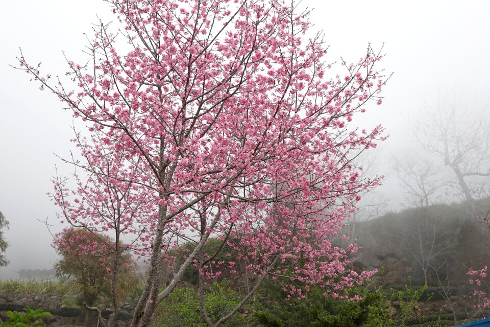 Cherry blossoms the mist of cherry blossoms pink