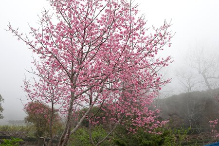 Cherry blossoms the mist of cherry blossoms pink