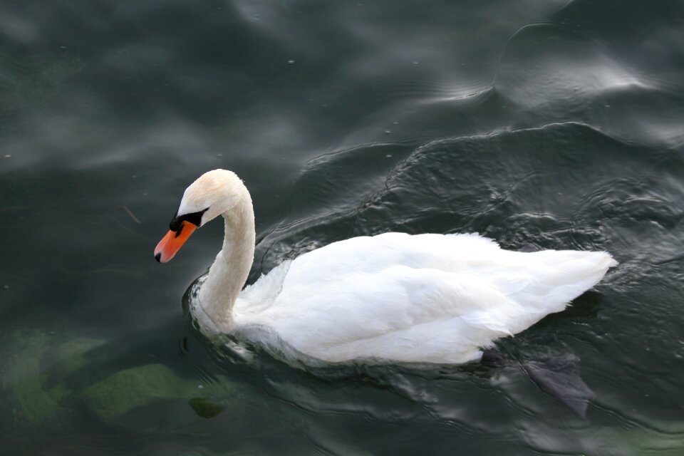 Fauna graceful elegance
